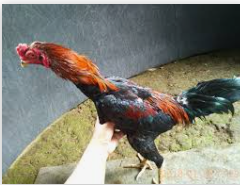 agen Ayam indonesia